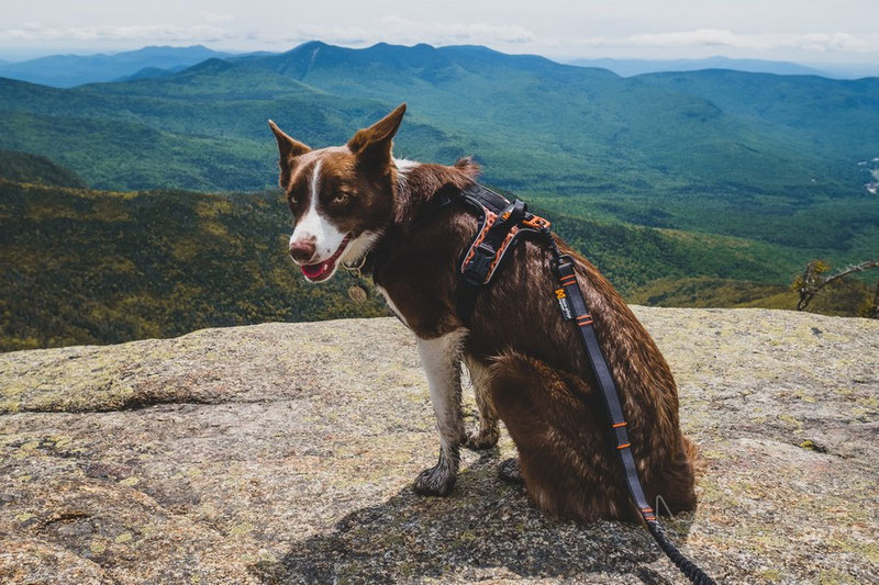 Non-stop Dogwear Touring Bungee Adjustable Leash Review | Dog Gear Review