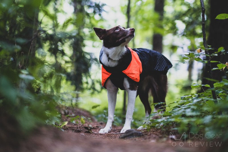 Non-stop Dogwear Beta Pro Raincoat Review | Dog Gear Review