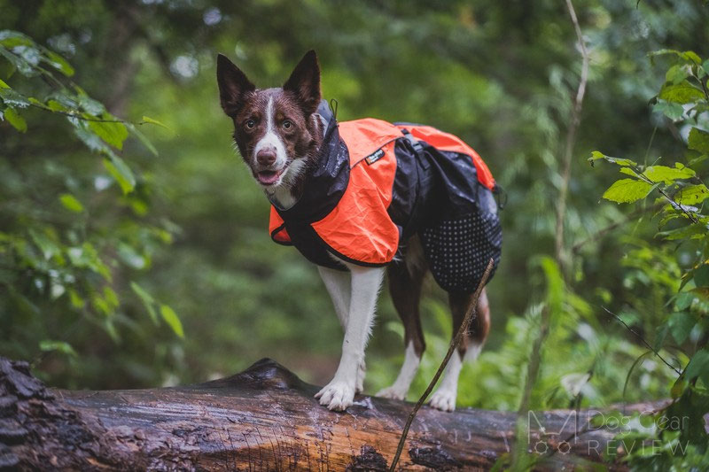 Non-stop Dogwear Beta Pro Raincoat Review | Dog Gear Review