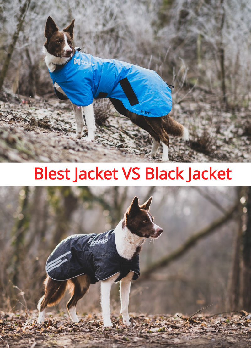 Non-stop Dogwear Black Jacket Light Review | Dog Gear Review