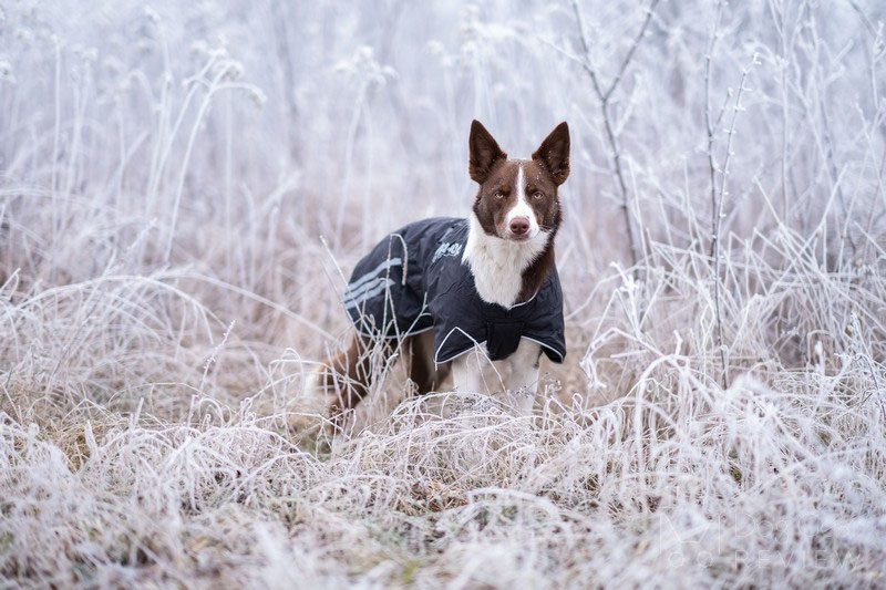 Non-stop Dogwear Black Jacket Light Review | Dog Gear Review