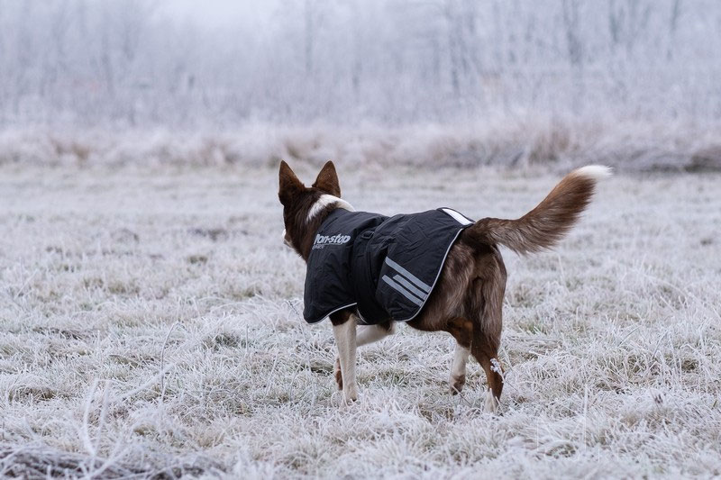 Non-stop Dogwear Black Jacket Light Review | Dog Gear Review