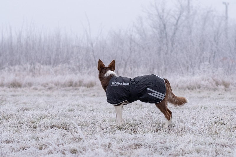 Non-stop Dogwear Black Jacket Light Review | Dog Gear Review