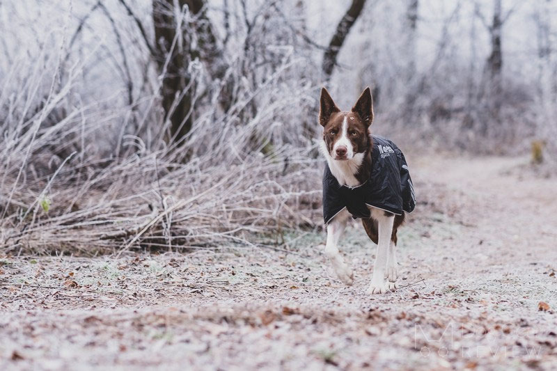 Non-stop Dogwear Black Jacket Light Review | Dog Gear Review