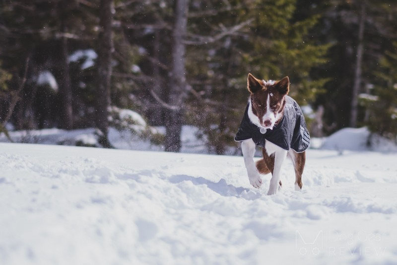 Non-stop Dogwear Black Jacket Light Review | Dog Gear Review