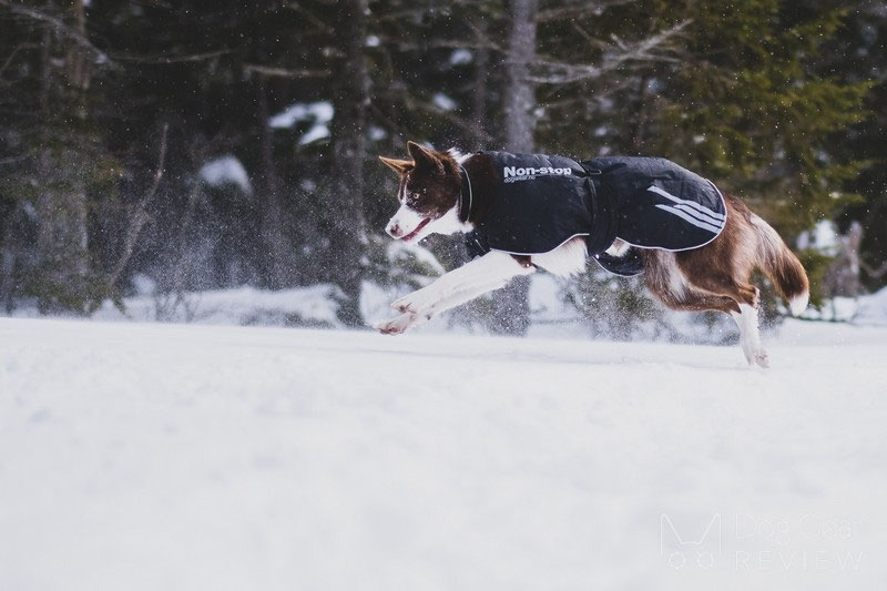 Non-stop Dogwear Black Jacket Light Review | Dog Gear Review