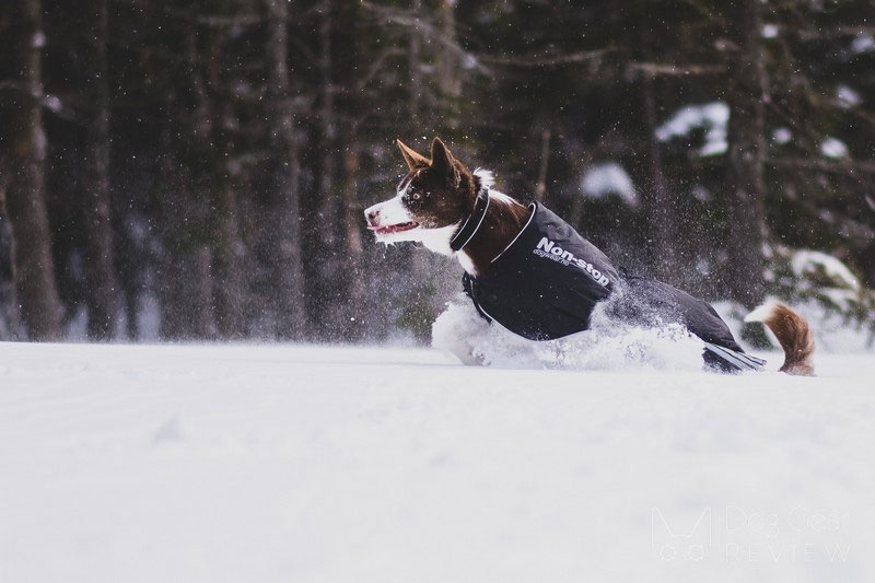 Non-stop Dogwear Black Jacket Light Review | Dog Gear Review