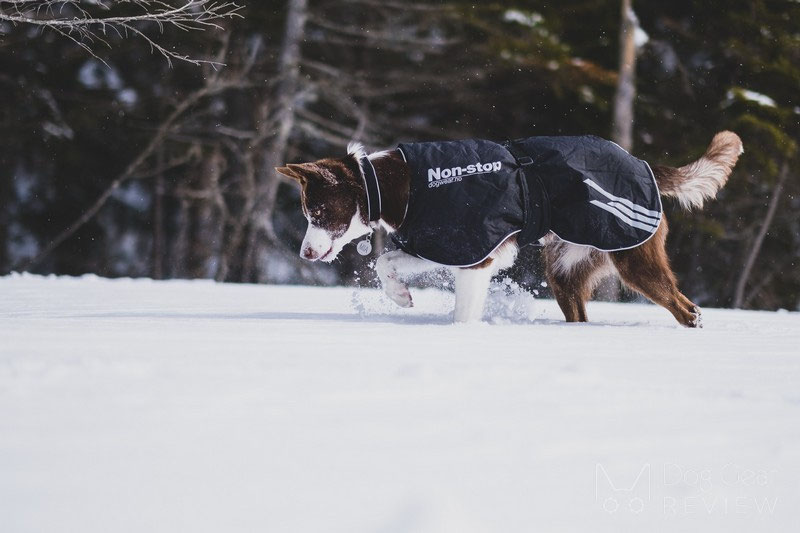 Non-stop Dogwear Black Jacket Light Review | Dog Gear Review