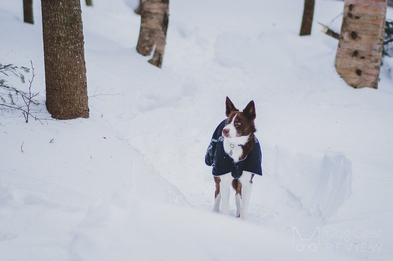 Non-stop Dogwear Black Jacket Light Review | Dog Gear Review