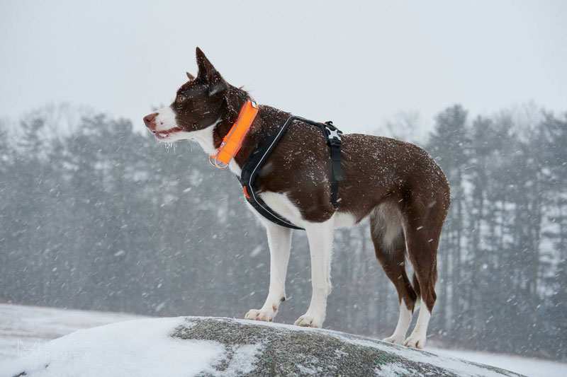 Non-stop Dogwear Bungee Leash Pro & Safe Collar Review | Dog Gear Review