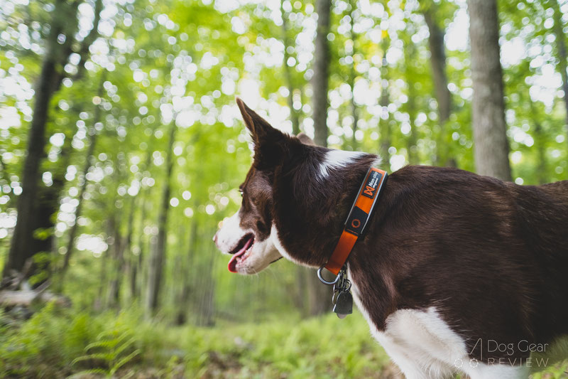 Non-stop Dogwear Cruise Collar Review | Dog Gear Review