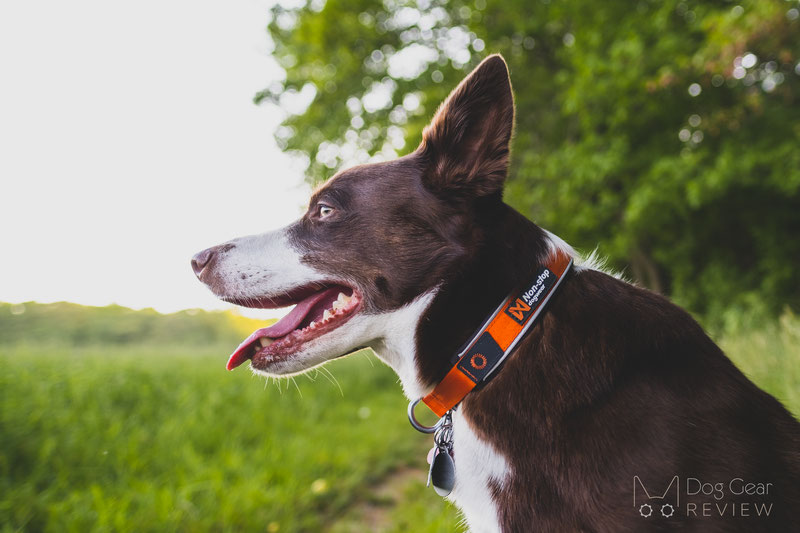 Non-stop Dogwear Cruise Collar Review | Dog Gear Review