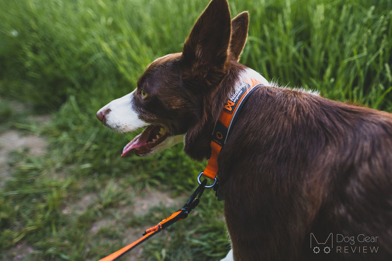 Non-stop Dogwear Cruise Collar Review | Dog Gear Review