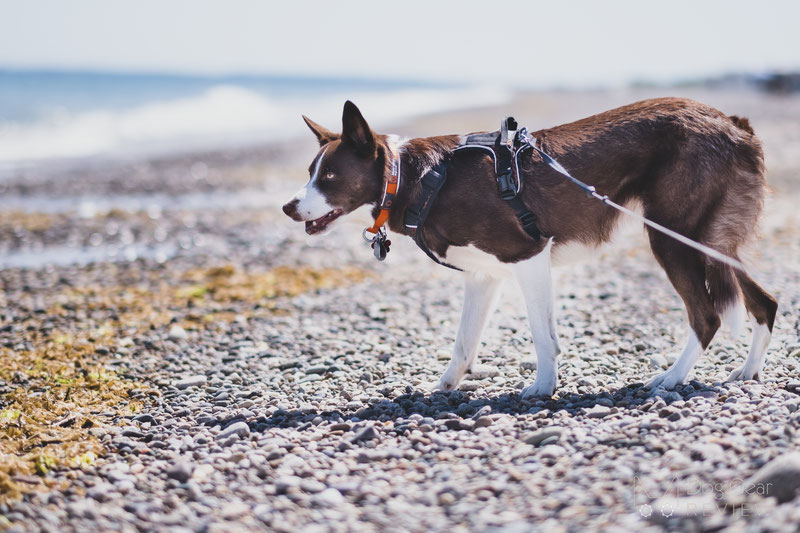 Non-stop Dogwear Cruise Collar Review | Dog Gear Review