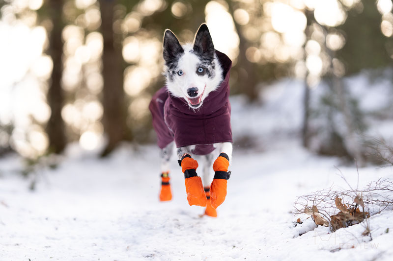 Non-stop Dogwear Contact Bootie High Review | Dog Gear Review