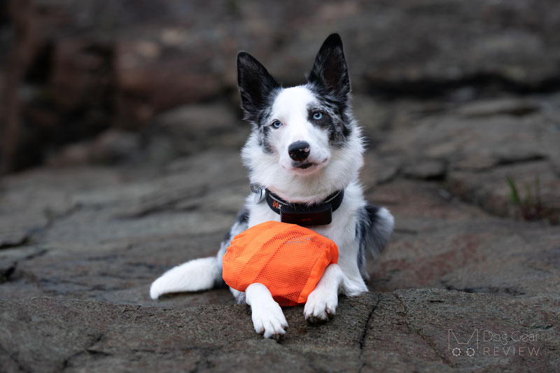 Non-Stop Dogwear Dog Rescue Sling Review | Dog Gear Review