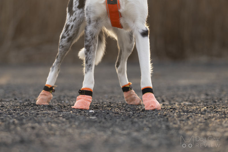 Non-stop Dogwear Protector Light Socks Review | Dog Gear Review