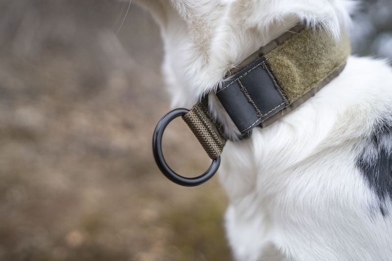 Non-stop Dogwear Solid Collar & Leash WD Review | Dog Gear Review