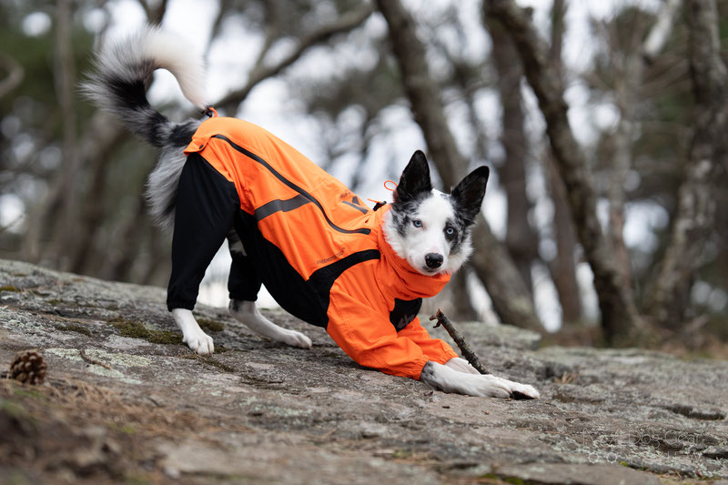 Non-Stop Dogwear Fjord Overall Review | Dog Gear Review