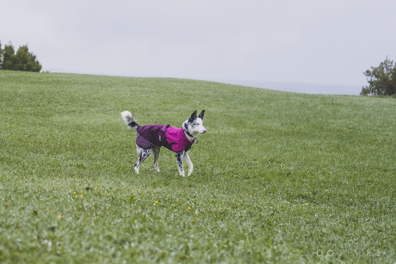 Non-Stop Dogwear Fjord Raincoat Review | Dog Gear Review