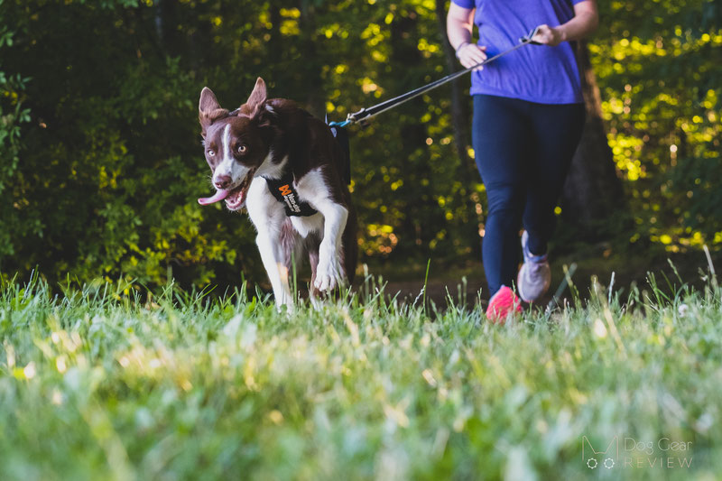 Non-stop Dogwear Freemotion Harness Review | Dog Gear Review