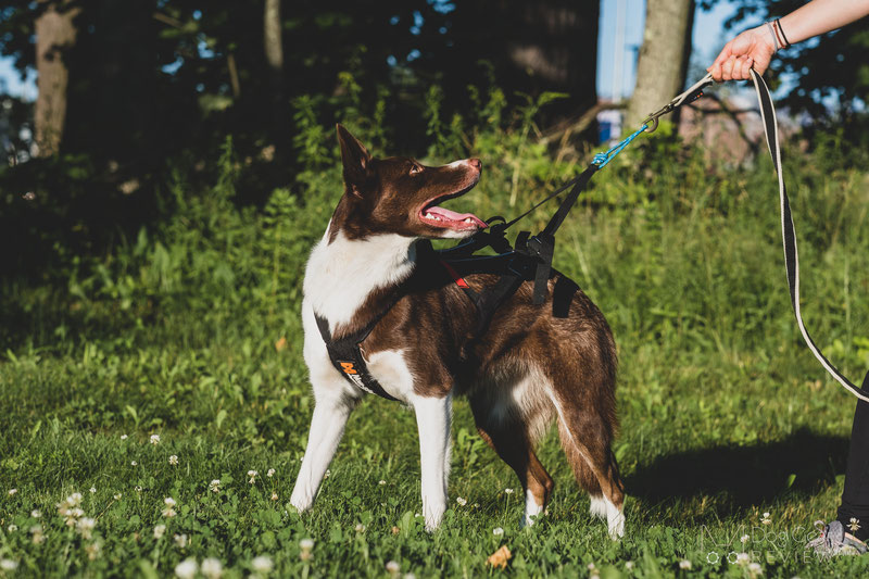 Non-stop Dogwear Freemotion Harness Review | Dog Gear Review