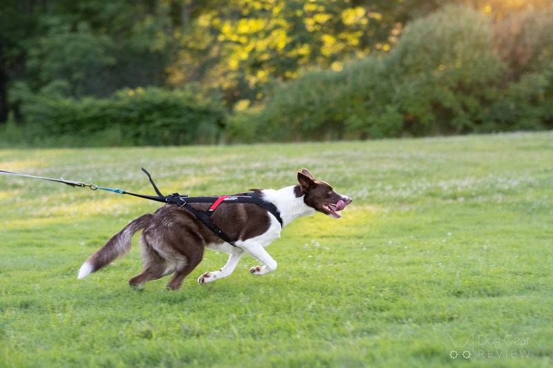 Non-stop Dogwear Freemotion Harness Review | Dog Gear Review