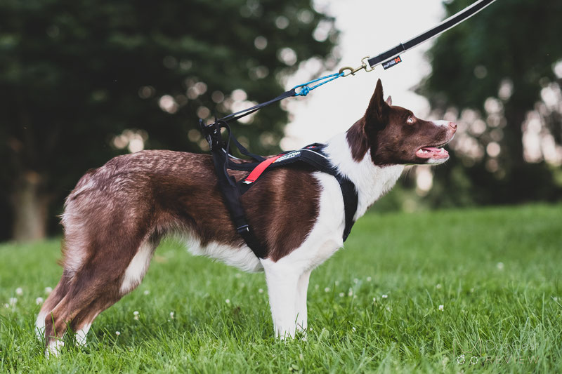 Non-stop Dogwear Freemotion Harness Review | Dog Gear Review