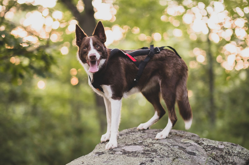 Non-stop Dogwear Freemotion Harness Review | Dog Gear Review