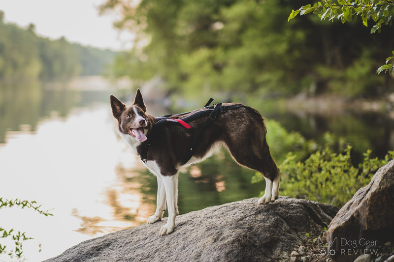 Non-stop Dogwear Freemotion Harness Review | Dog Gear Review