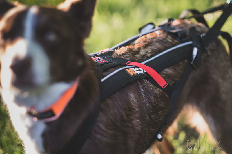 Non stop Dogwear Freemotion Harness Review Dog Gear Review