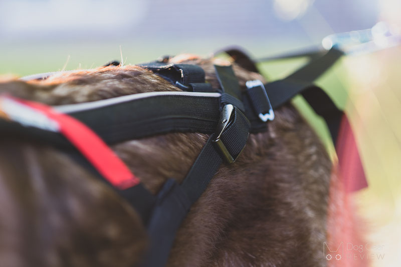 Non-stop Dogwear Freemotion Harness Review | Dog Gear Review