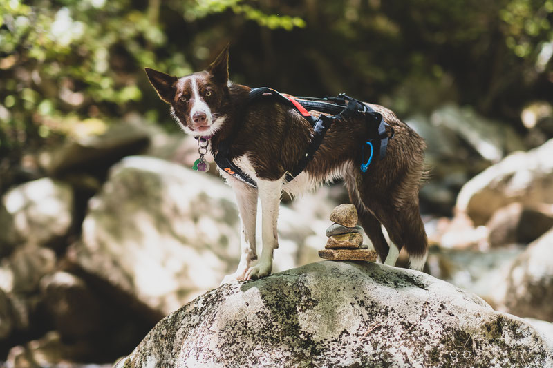 Non-stop Dogwear Freemotion Harness Review | Dog Gear Review