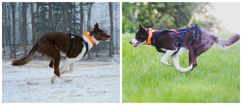 Non-stop Dogwear Freemotion Harness Review | Dog Gear Review
