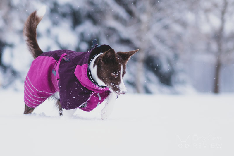Non-stop Dogwear Glacier Jacket Review | Dog Gear Review