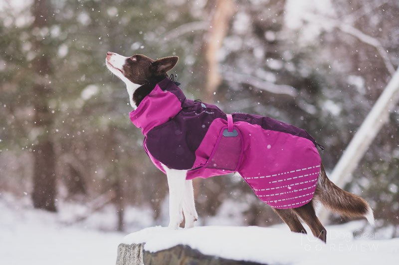 Non-stop Dogwear Glacier Jacket Review | Dog Gear Review