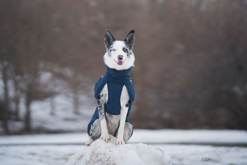 Non-Stop Dogwear Glacier Wool Jacket 2.0 Review | Dog Gear Review