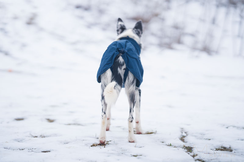 Non-Stop Dogwear Glacier Wool Jacket 2.0 Review | Dog Gear Review