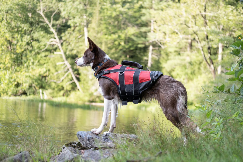 Non-stop Dogwear Safe Life Jacket Review | Dog Gear Review