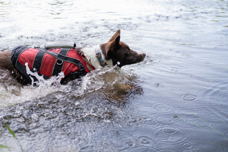 Non-stop Dogwear Safe Life Jacket Review | Dog Gear Review