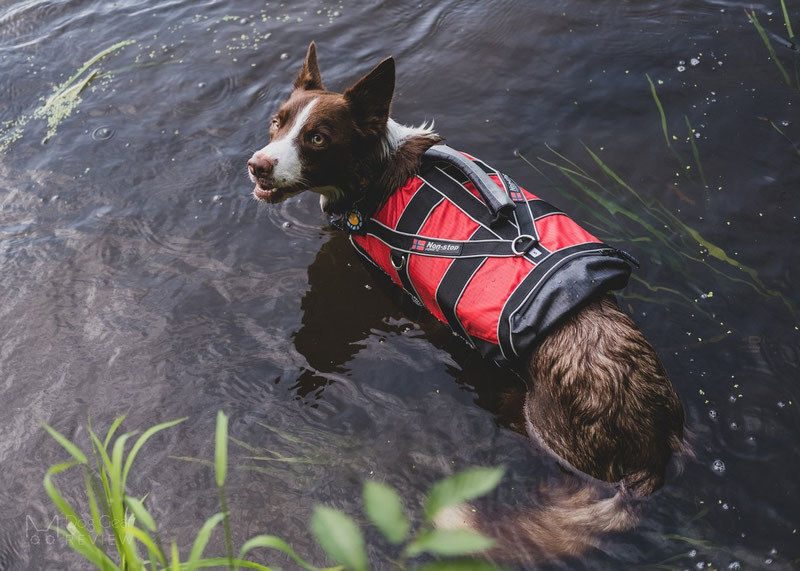 Non-stop Dogwear Safe Life Jacket Review | Dog Gear Review