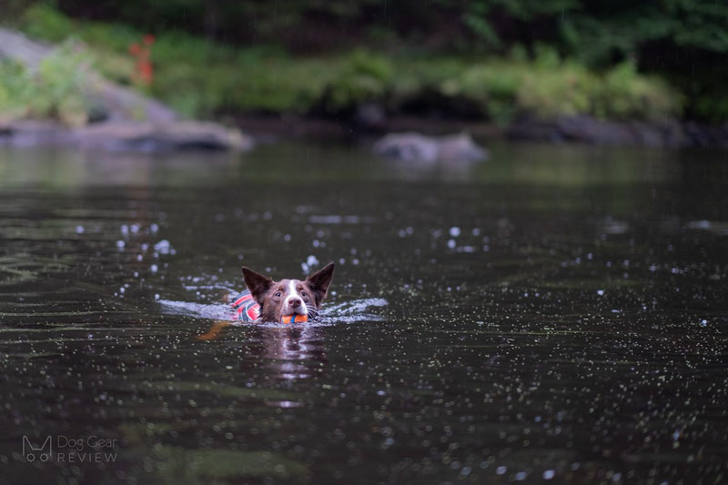 Non-stop Dogwear Safe Life Jacket Review | Dog Gear Review