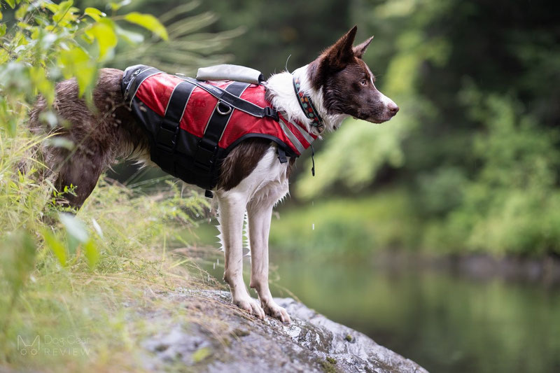 Non-stop Dogwear Safe Life Jacket Review | Dog Gear Review