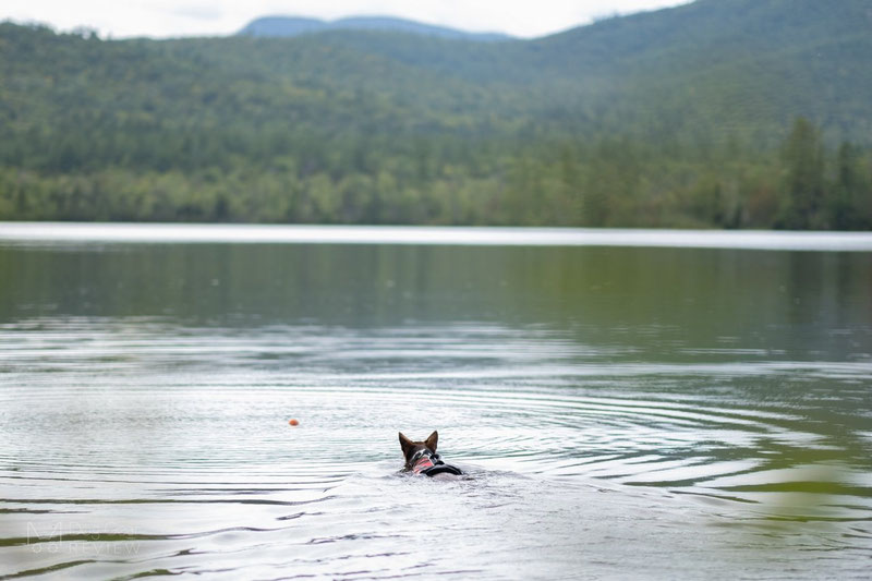 Non-stop Dogwear Safe Life Jacket Review | Dog Gear Review