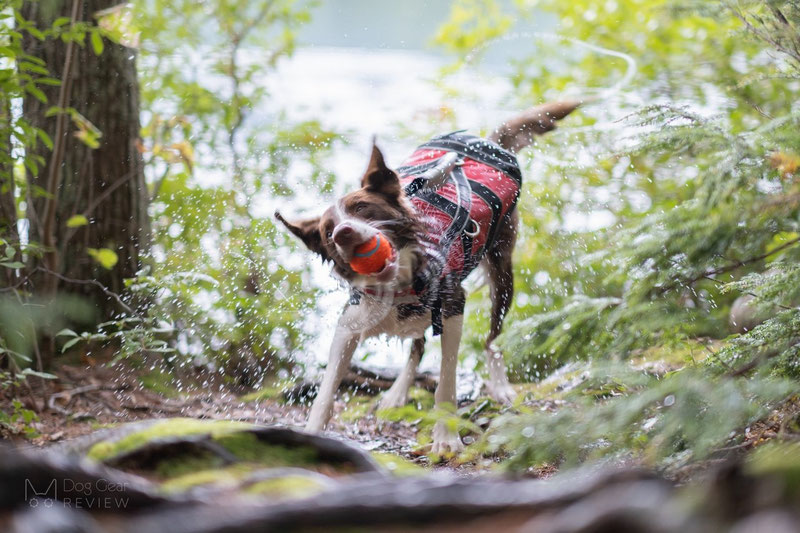 Non-stop Dogwear Safe Life Jacket Review | Dog Gear Review
