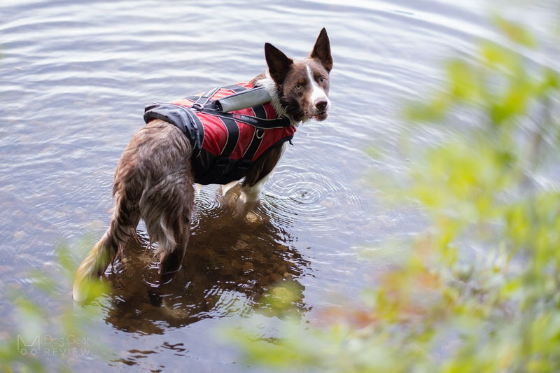 Non-stop Dogwear Safe Life Jacket Review | Dog Gear Review