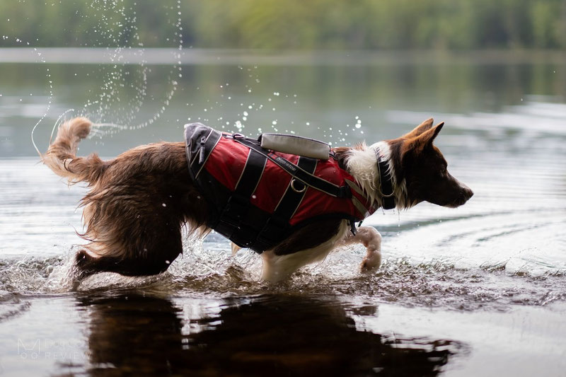 Non-stop Dogwear Safe Life Jacket Review | Dog Gear Review