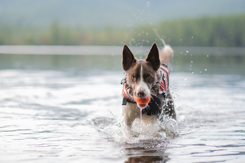 Non-stop Dogwear Safe Life Jacket Review | Dog Gear Review