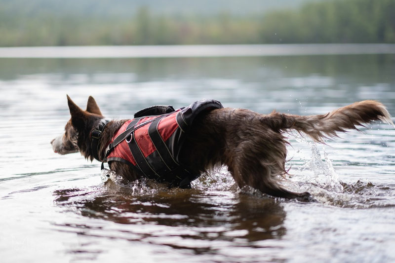 Non-stop Dogwear Safe Life Jacket Review | Dog Gear Review