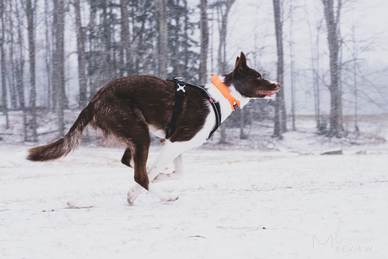 Non-stop Dogwear Line Harness 1.0 Review | Dog Gear Review